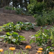 the olympia house community garden