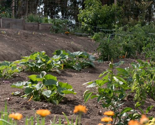 the olympia house community garden